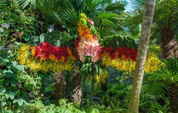 Leaves, flowers, palm trees, garden, Singapore, the bushes