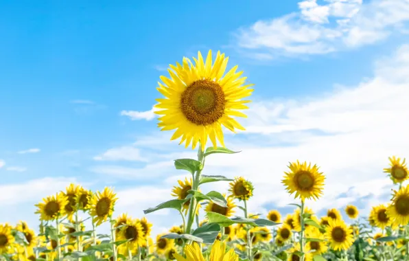 Picture sky, blue, sunflowers