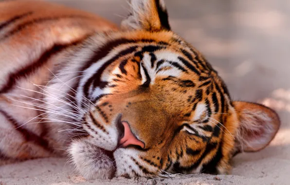Picture face, sleeping, tiger