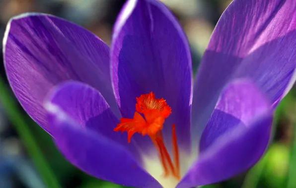 Picture flowers, spring, petals, crocuses