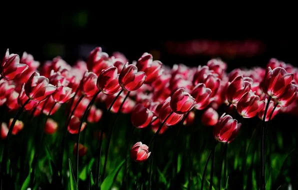Light, flowers, red, the dark background, green leaves, glade, bright, spring