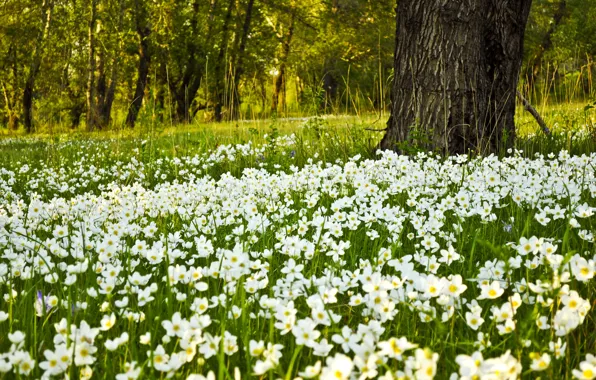 Picture Field, Spring, Flowers, Spring, Flowering, Field, Flowering, White Flowers