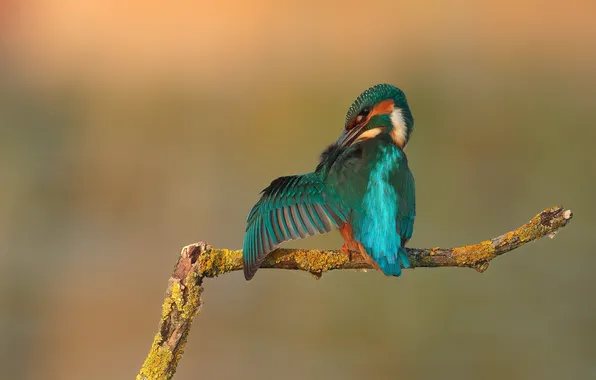 Bird, branch, wing, Kingfisher