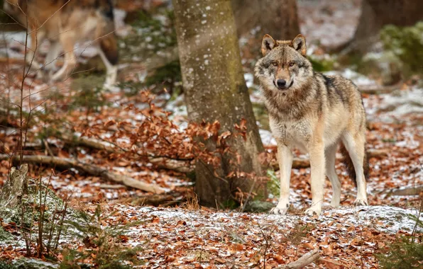 Picture autumn, forest, look, snow, trees, wolf