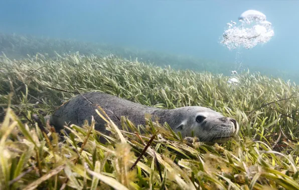 Algae, Australia, the island of Carnac, Australian sea lion
