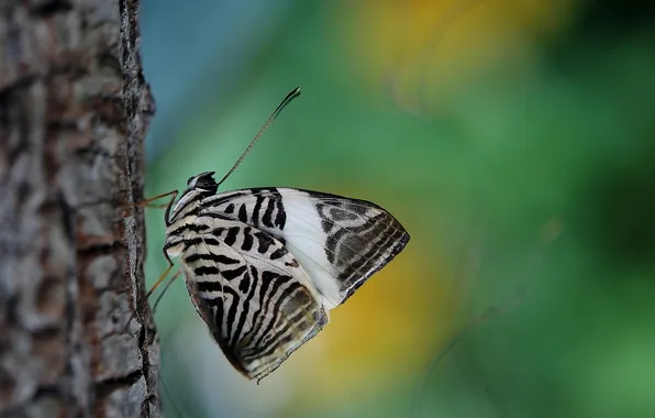 Microsemi, butterfly, wings, insect, beautiful, closeup, the trunk of the tree