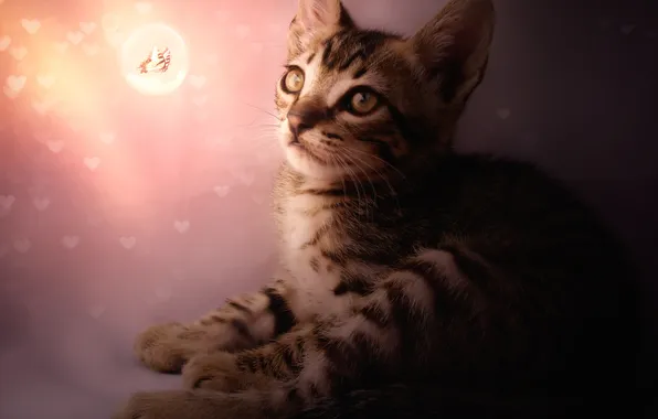 Picture light, butterfly, hearts, kitty, looks