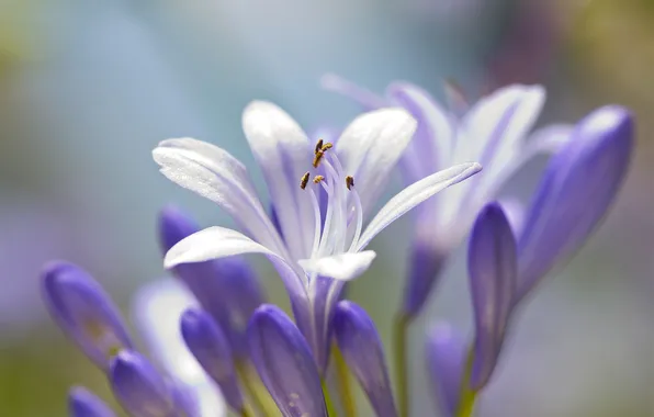 Macro, petals, stamens, inflorescence