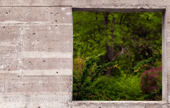 Nature, wall, window