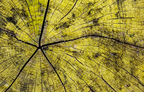 Trees, background, texture