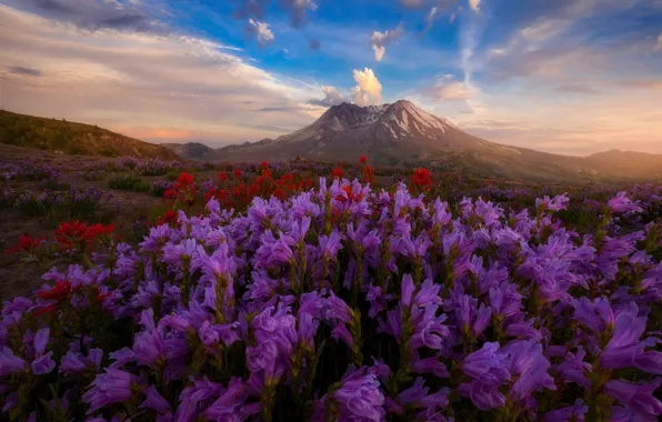 Field, the sky, flowers, hills, Doug Shearer