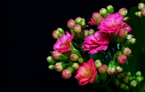 Leaves, background, bouquet, petals, Bud