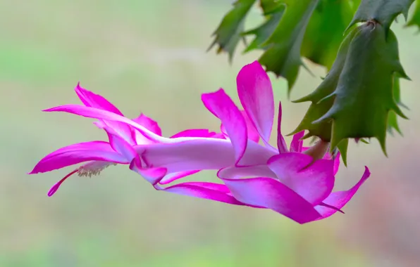 Picture cactus, flowering, pink petals