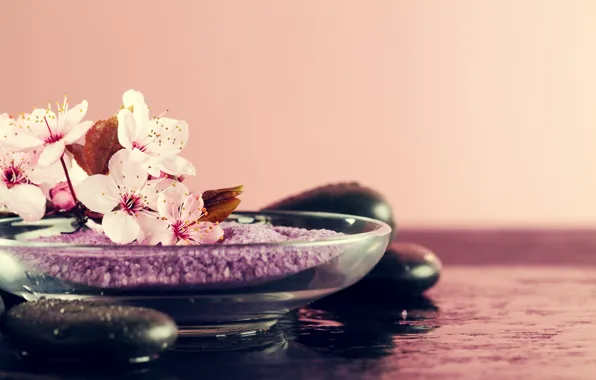 Water, drops, flowers, stones, branch, Sakura