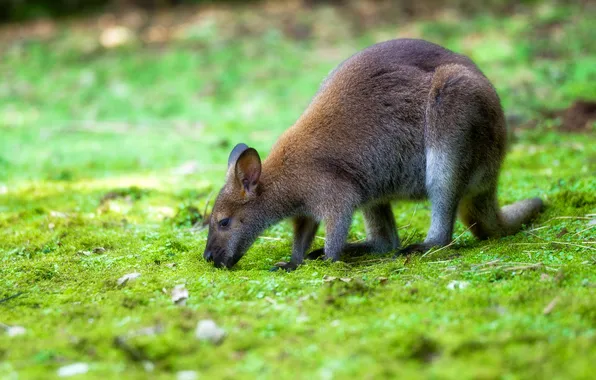 Greens, grass, pose, glade, blur, kangaroo, cub, blur
