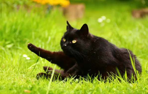 Picture greens, cat, summer, grass, cat, look, nature, pose