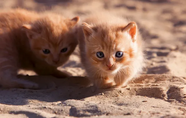 Sand, light, cats, kitty, red, kittens, walk, kids