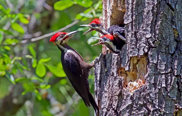 Birds, nature, Male Pileated Woodpecker