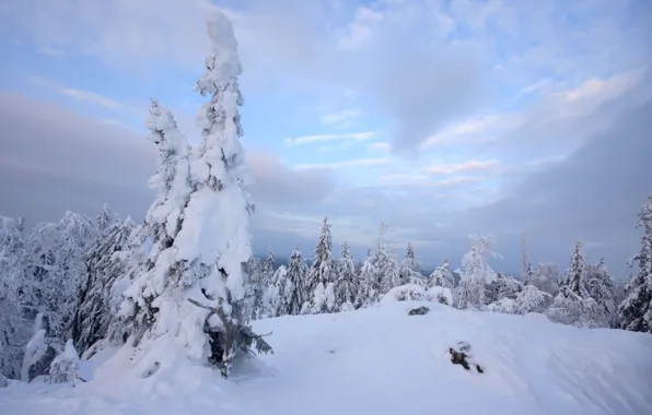 Winter, snow, trees, nature, frost, Nature, trees, landscape