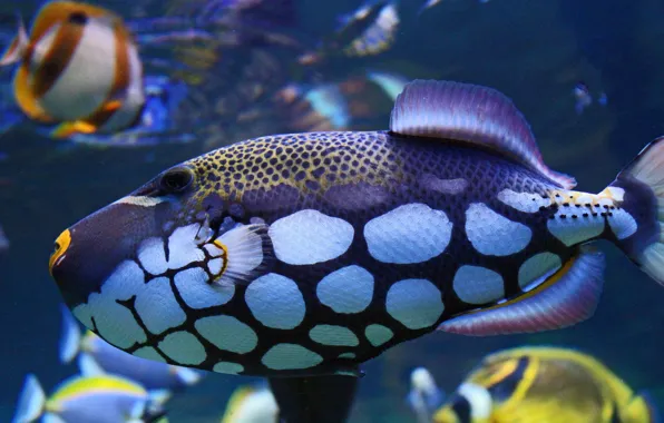 Color, fish, spot, underwater world