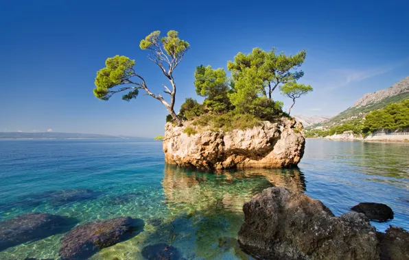Picture sea, nature, rock, tree, the rock, the sea, the nature, a tree