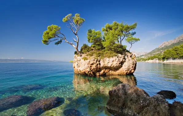 Sea, nature, rock, tree, the rock, the sea, the nature, a tree