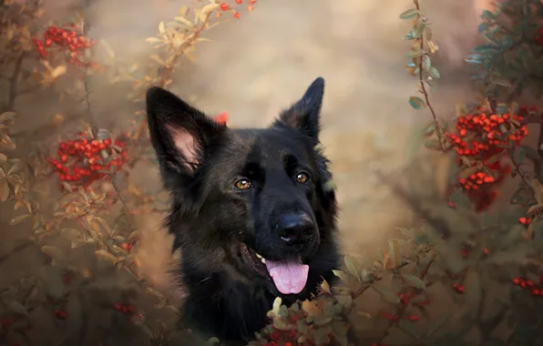 Picture nature, each, dog, German shepherd