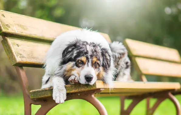 Look, dog, bench