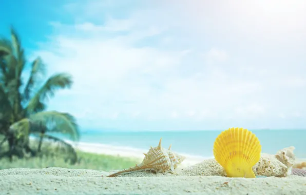 Sand, sea, beach, palm trees, shell, summer, beach, sea
