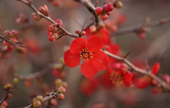 Flowers, branches, branch, spring, red, flowering, spring