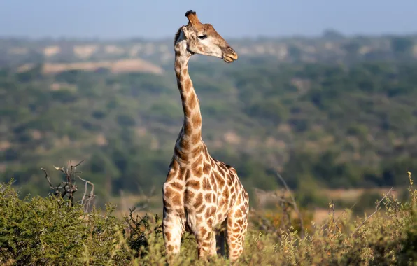 Giraffe, neck, bokeh
