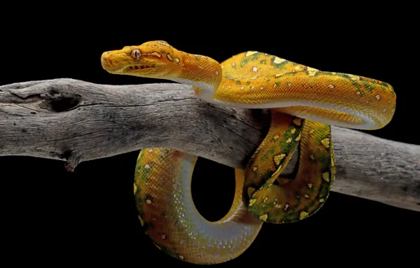 Snake, branch, Python, yellow