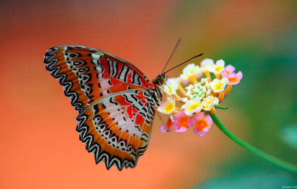 Flower, background, butterfly, wings
