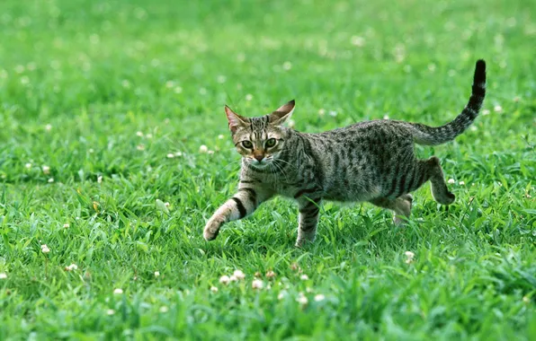 Picture grass, cat, look, striped