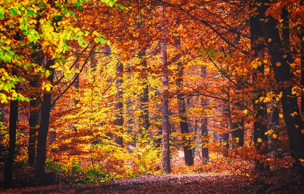 Autumn, forest, leaves, trees