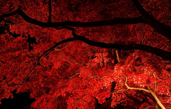 Autumn, leaves, light, night, branches, tree, maple