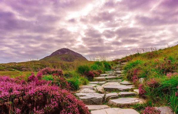 Picture road, flowers, Ireland, mountains.