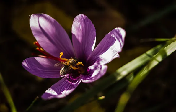 Macro, bee, petals, Krokus