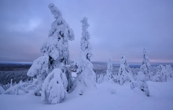 Winter, snow, trees, the snow, Finland, Lapland