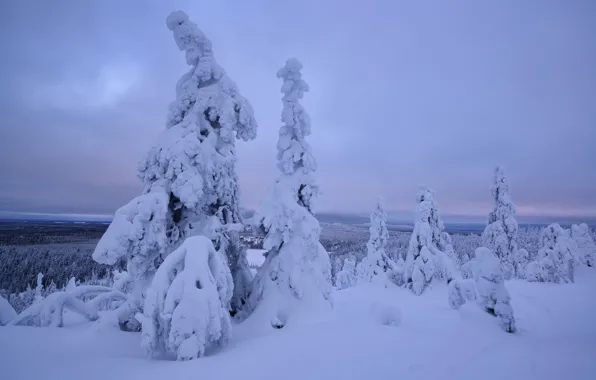 Picture winter, snow, trees, the snow, Finland, Lapland