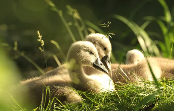 Greens, grass, light, birds, spring, swans, chick, Chicks