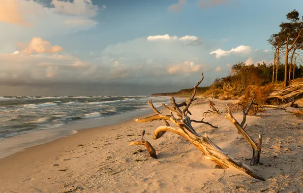 Sand, sea, beach, shore, snag