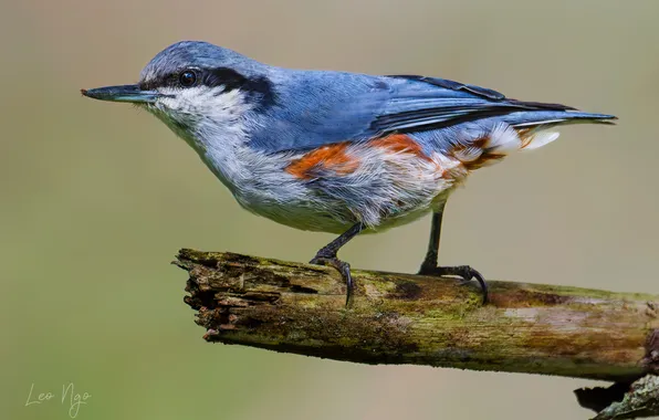 Small bird, sharp eyes, Ngo Hoang Nguyen, Leo Ngo