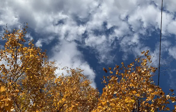 The sky, Birch, Autumn in the forest