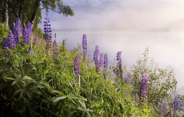 Picture landscape, flowers, nature, fog, lake