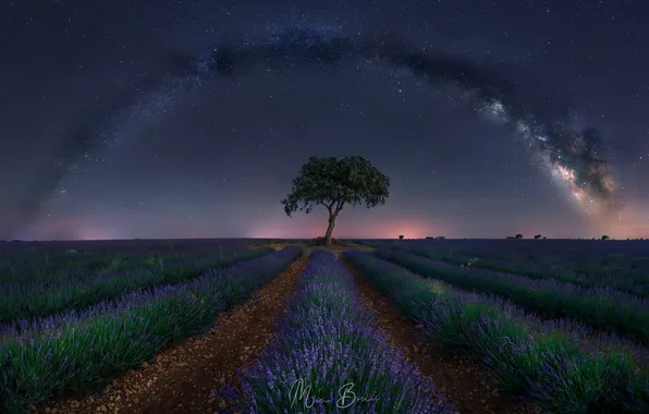 Field, stars, landscape, night, tree, lavender