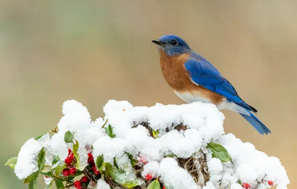 Picture winter, snow, berries, background, bird, bird, the bushes, East sialia