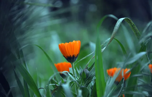 Picture flower, grass, leaves, plant, petals, garden, meadow