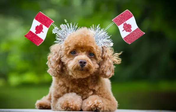 Picture look, Canada, flags, dog