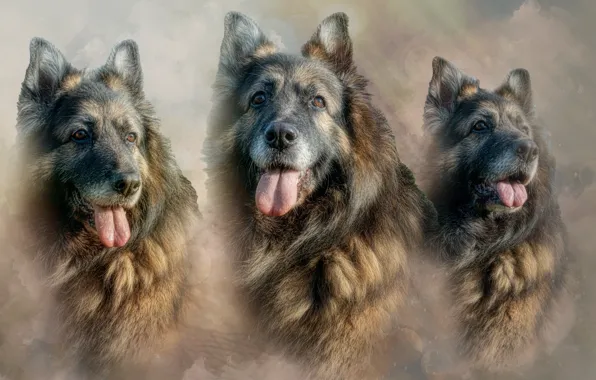 Dogs, background, portrait, dog, treatment, texture, peer, muzzle